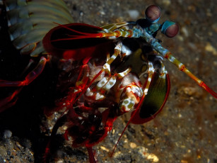 обоя mantis, shrimp, животные, морская, фауна