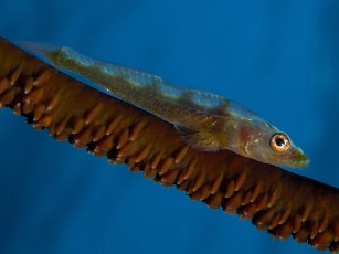 Картинка whip coral вобла животные рыбы