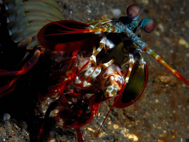 Обои картинки фото mantis, shrimp, животные, морская, фауна