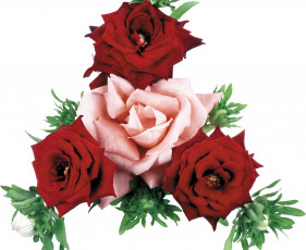 Картинка цветы букеты композиции розы хризантемы бутоны