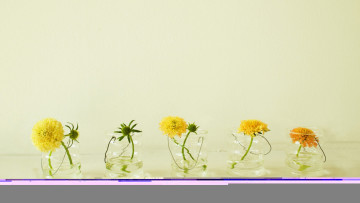 обоя цветы, скабиоза, желтые, стаканы, вода