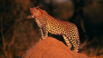 Картинка животные леопарды леопард стоит смотрит горка
