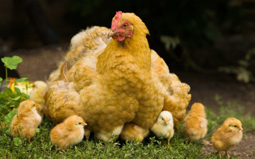 Картинка животные куры петухи цыплёнок курица