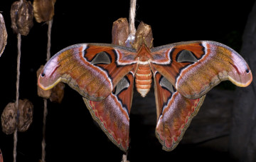 Картинка животные бабочки крылья большой