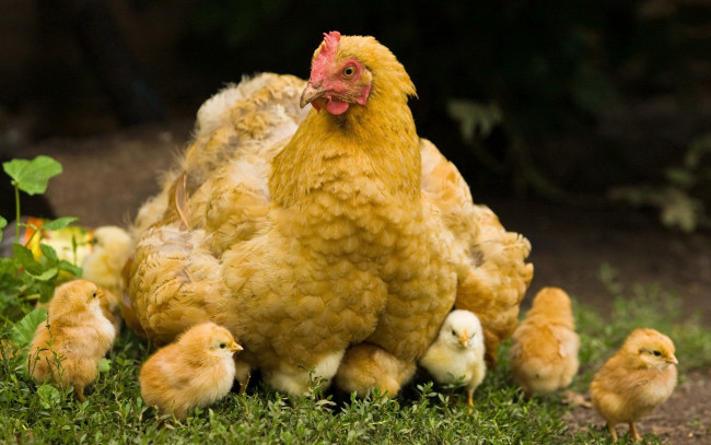 Обои картинки фото животные, куры, петухи, цыплёнок, курица