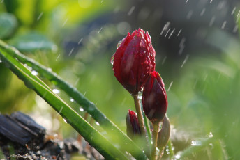 Картинка цветы тюльпаны алый бутоны дождь капли