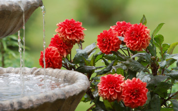 Картинка цветы георгины фонтан вода куст