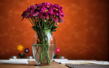 Картинка цветы хризантемы макро