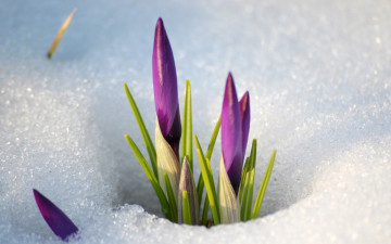 Картинка цветы крокусы снег бутоны сиреневый