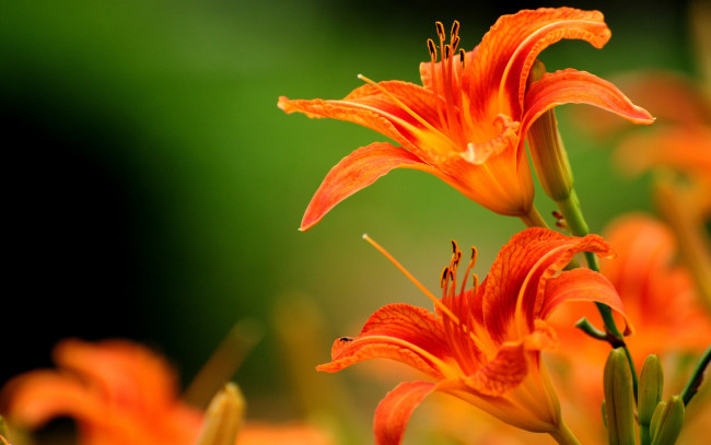Обои картинки фото цветы, лилии, лилейники, оранжевый