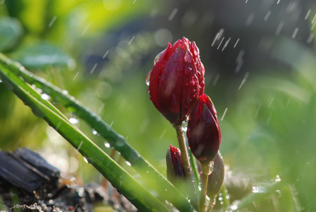 Обои картинки фото цветы, тюльпаны, алый, бутоны, дождь, капли