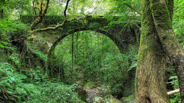 Картинка природа лес арка мост заросли