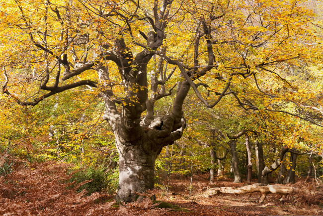 Обои картинки фото природа, деревья, дерево, лес, осень