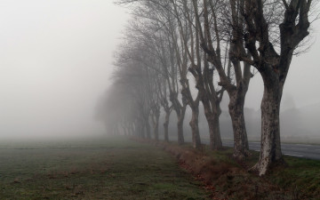 Картинка природа деревья дорога утро туман