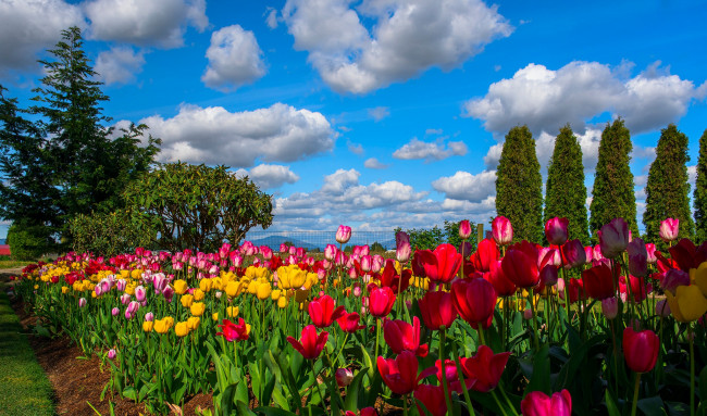 Обои картинки фото цветы, тюльпаны, облака, небо, деревья, плантация