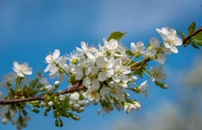 Обои картинки фото цветы, цветущие деревья ,  кустарники, цветение, весна, небо, ветка