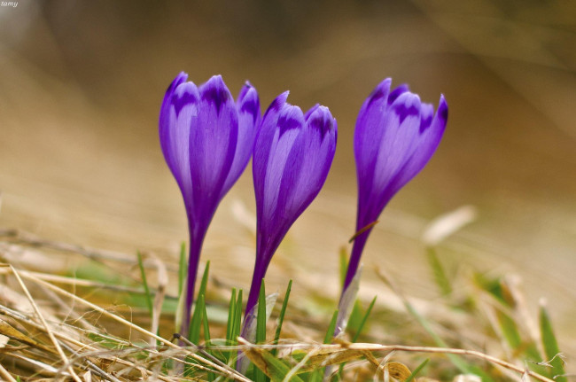 Обои картинки фото цветы, крокусы, трава, фиолетовые