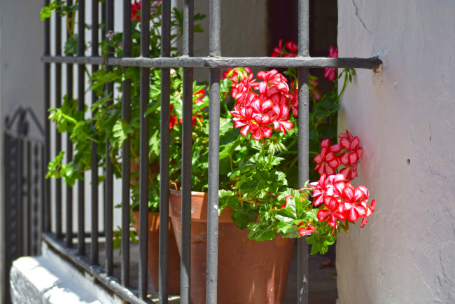 Обои картинки фото цветы, балкон, решетка