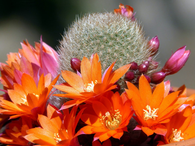 Обои картинки фото цветы, кактусы, оранжевый, иголки