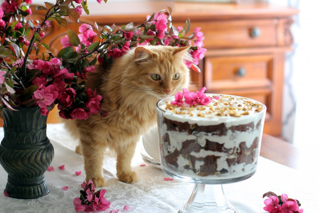 Обои картинки фото животные, коты, цветы, кот, десерт