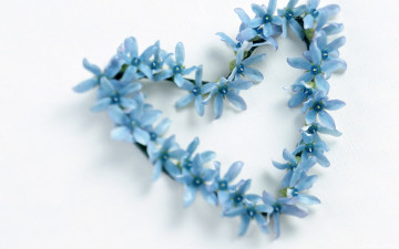 Картинка цветы подснежники +белоцветники +пролески сердечко голубые