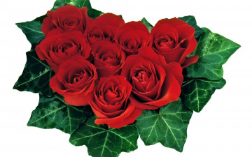 Картинка цветы розы красные плющ