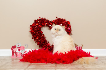 Картинка животные коты кот сердечко