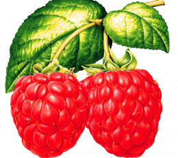 Картинка рисованное еда малина ягоды листья