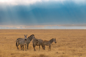 Картинка животные зебры полосатые природа пейзаж