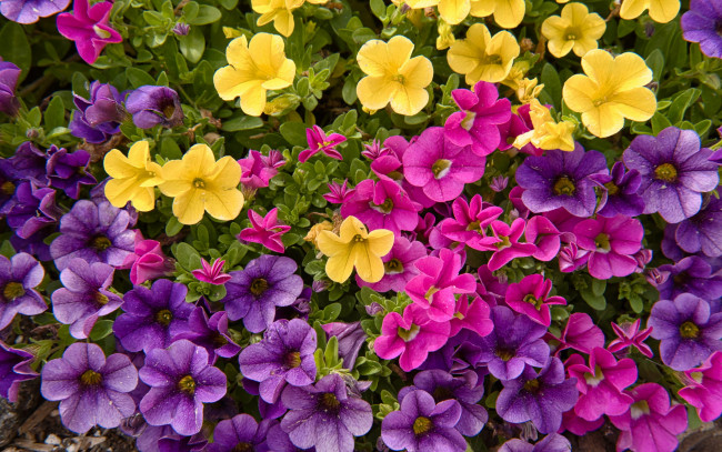 Обои картинки фото цветы, петунии,  калибрахоа, желтые, лиловые, розовые