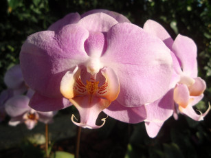 Картинка цветы орхидеи экзотика розовый