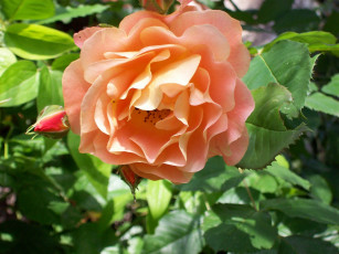 Картинка цветы розы бутон лепестки