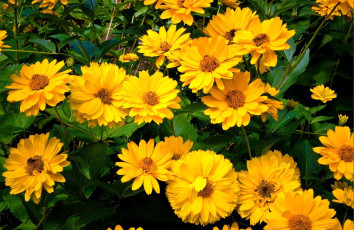 Картинка цветы рудбекия яркий желтый