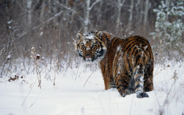 Картинка животные тигры снег лес
