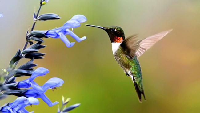 Обои картинки фото животные, колибри, крылья, полет, цветок