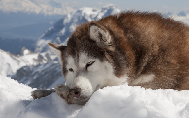 Обои картинки фото животные, собаки, снег, зима, собака, хаски