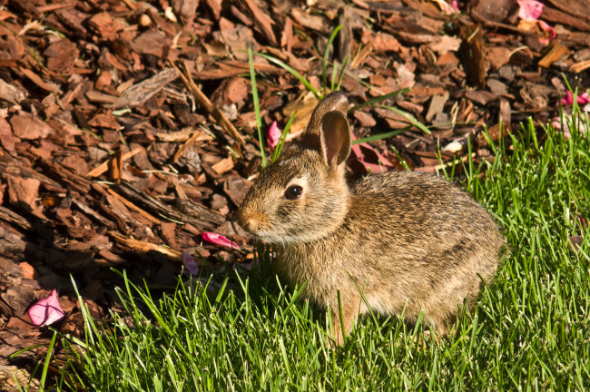 Обои картинки фото животные, кролики, зайцы, трава