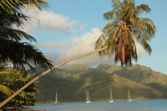 Картинка французская полинезия природа тропики море пальмы