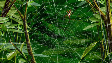 Картинка рисованные животные +насекомые паук капли зелень стебли листья паутина роса
