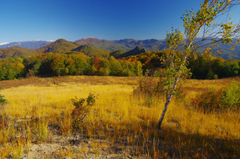 Картинка природа пейзажи березка трава поле деревья солнце лес холмы горы осень