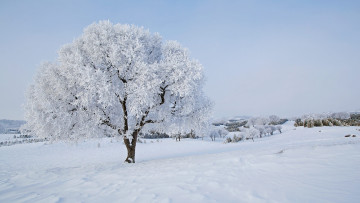 Картинка природа зима дерево иней снег