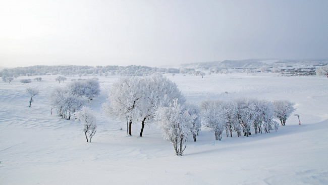Обои картинки фото природа, зима, иней, снег, дерево