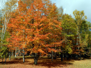 Картинка природа деревья осень