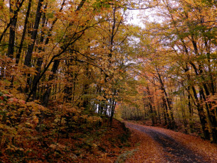 Картинка природа дороги дорога лес листопад осень