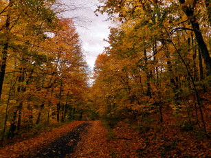 Картинка природа дороги осень деревья лес листопад