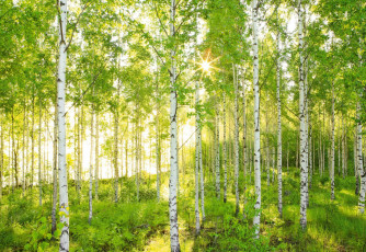 Картинка природа лес берёза деревья лето берёзовая роща
