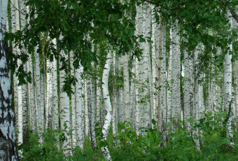 Картинка природа лес лето берёза деревья берёзовая роща
