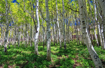 Картинка природа лес берёзовая роща деревья лето берёза