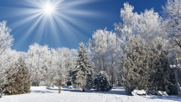 Картинка природа зима небо солнце фото лучи лес