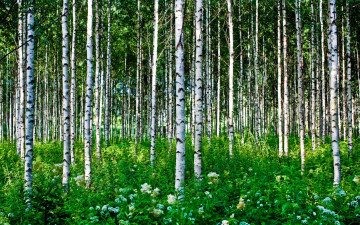 Картинка природа лес деревья берёза берёзовая роща лето